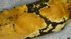 Steccherinum nitidum