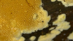 Steccherinum nitidum