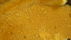 Steccherinum nitidum