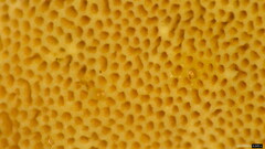 Steccherinum nitidum