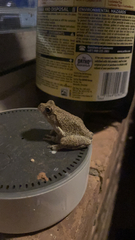 Hyla chrysoscelis