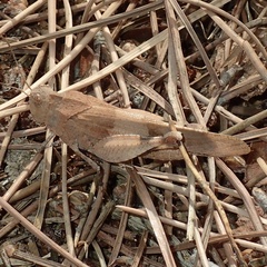 Oedipoda caerulescens