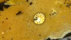 Steccherinum nitidum