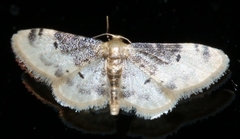 Idaea filicata