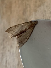 Herpetogramma bipunctalis