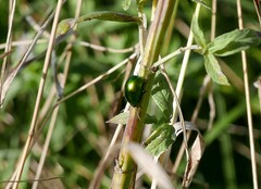Chrysolina herbacea