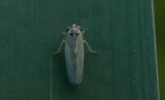 Macrosteles