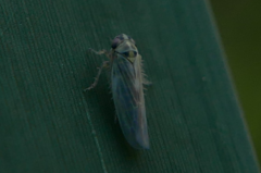 Macrosteles