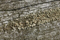Lecanora symmicta