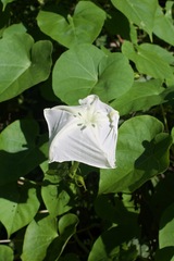 Ipomoea alba