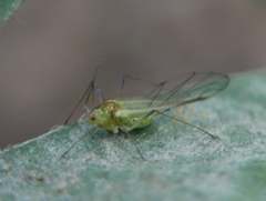 Macrosiphum albifrons