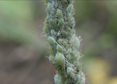 Macrosiphum albifrons