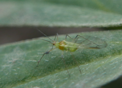 Macrosiphum albifrons