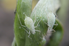 Macrosiphum albifrons