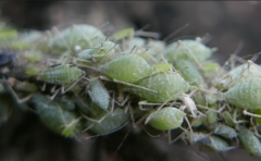 Macrosiphum albifrons