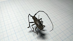 Pelargoderus bipunctatus