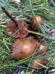 Kuehneromyces mutabilis