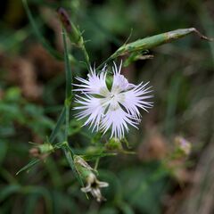Dianthus hyssopifolius