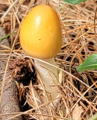 Amanita crocea