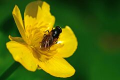 Cheilosia albitarsis