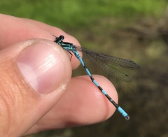 Coenagrion hastulatum