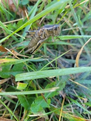 Melanoplini