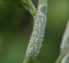 Podosphaera epilobii