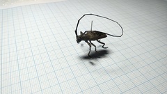 Pelargoderus bipunctatus