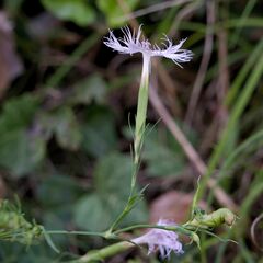 Dianthus hyssopifolius