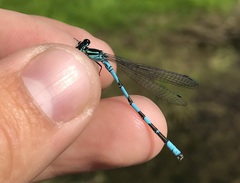 Coenagrion hastulatum