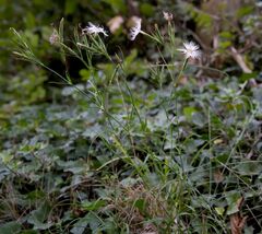 Dianthus hyssopifolius