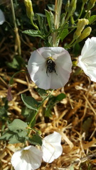 Oxythyrea