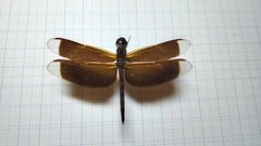 Neurothemis terminata