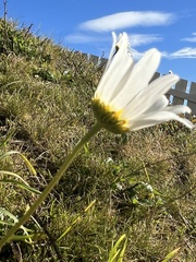 Leucanthemum vulgare