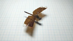 Neurothemis terminata