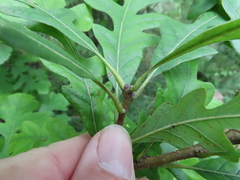 Quercus macrocarpa