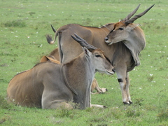 Tragelaphus oryx pattersonianus