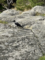 Corvus cornix