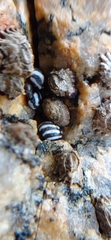 Echinolittorina peruviana