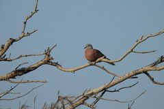 Streptopelia tranquebarica