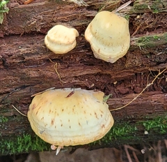 Tapinella panuoides