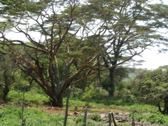 Vachellia xanthophloea