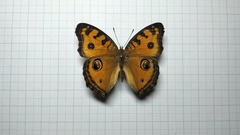 Junonia almana