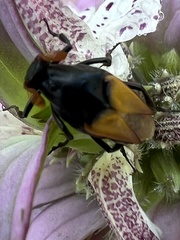 Macrosiagon flavipennis