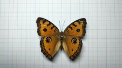 Junonia almana