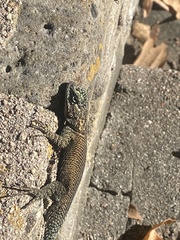 Sceloporus jarrovii