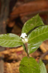 Palicourea callithrix