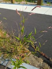 Persicaria extremiorientalis