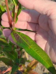 Persicaria extremiorientalis