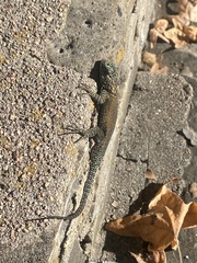 Sceloporus jarrovii